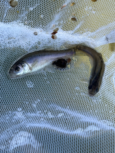 Fathead Minnow