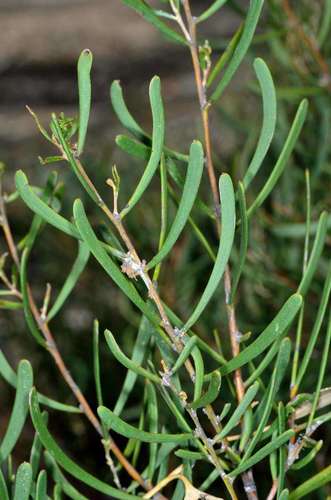 Image of Acacia farinosa by (c) Chris Lindorff, some rights reserved (CC BY)
