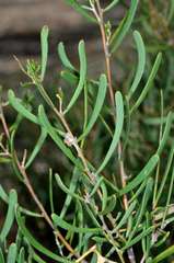 Mealy Wattle (Acacia farinosa)