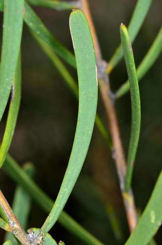 Image of Acacia farinosa by (c) Chris Lindorff, some rights reserved (CC BY)
