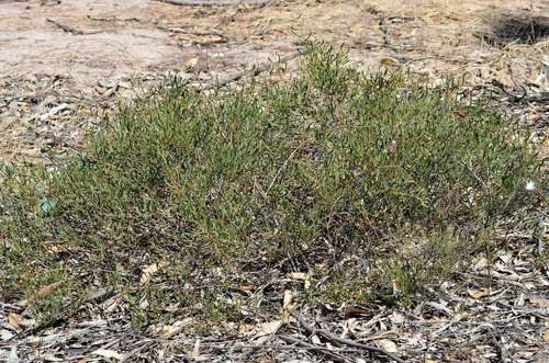Image of Acacia farinosa by (c) Chris Lindorff, some rights reserved (CC BY)