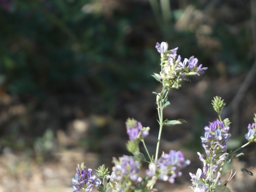 Alfalfa