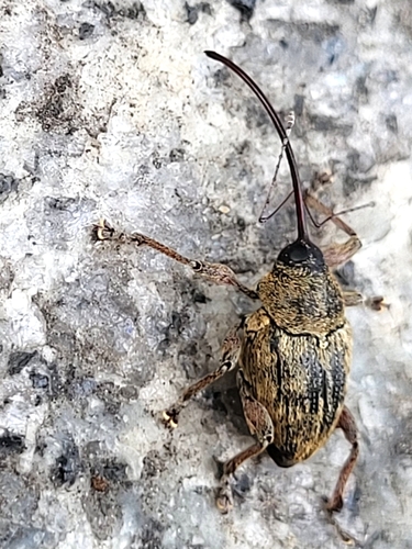 acorn weevil