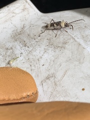 Megacyllene antennata