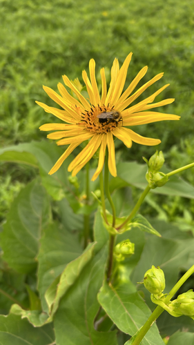 Common Eastern Bumble Bee