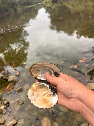 Three-ridge Mussel