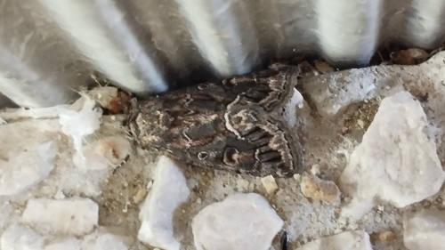 Straw Underwing