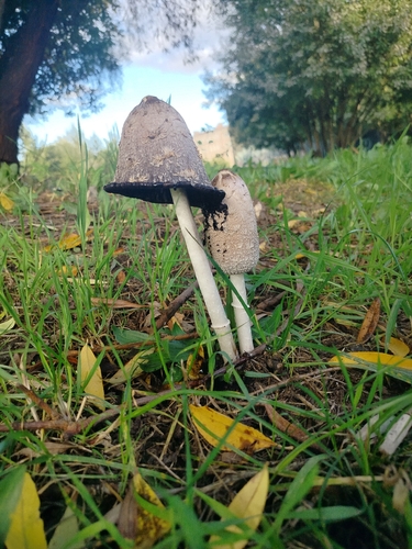Shaggy Mane