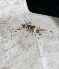 Megacyllene antennata