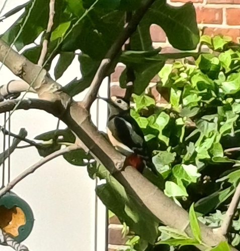 Great Spotted Woodpecker