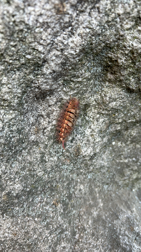 Pale Tussock Moth