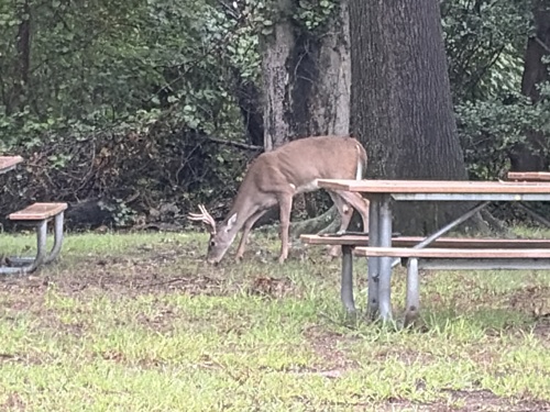 White-tailed Deer
