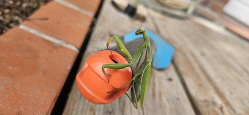 European Mantis