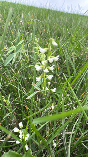 White Sweetclover