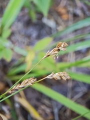 Carex scoparia, photograph (c) kursic, some rights reserved (CC BY)