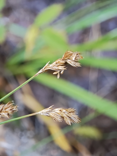 Carex scoparia, photograph 5