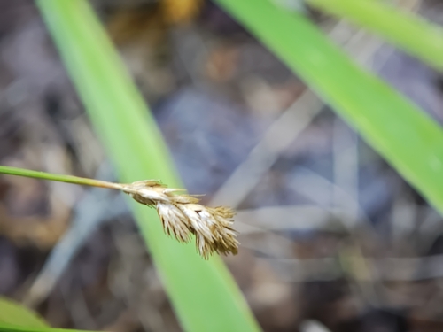 Carex scoparia, photograph 6