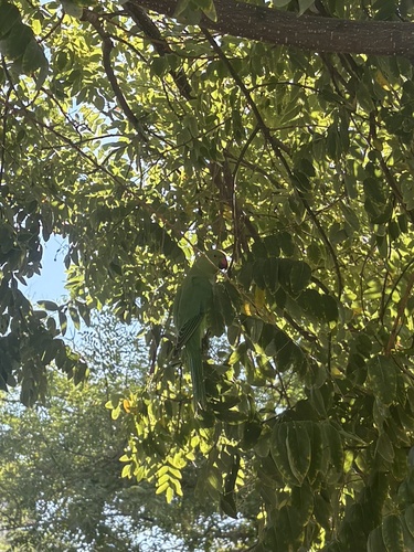 Rose-ringed Parakeet