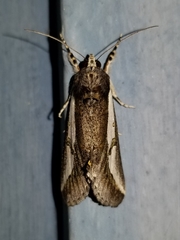 Euscirrhopterus poeyi