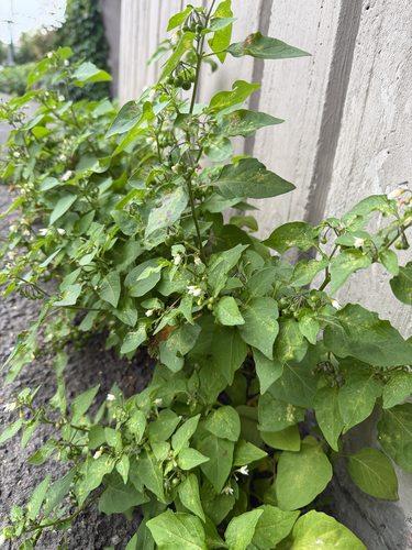 black nightshade