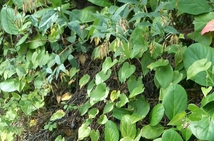 Vicia unijuga, photograph 3