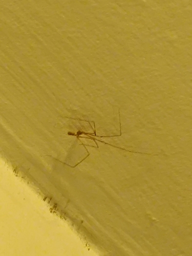 Long-bodied Cellar Spider