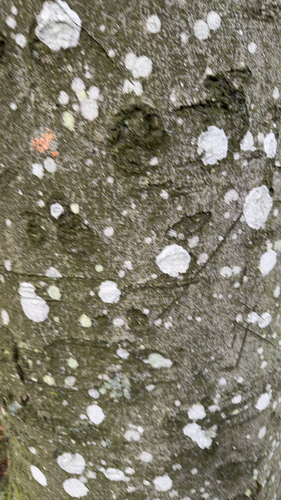 Whitewash Lichen