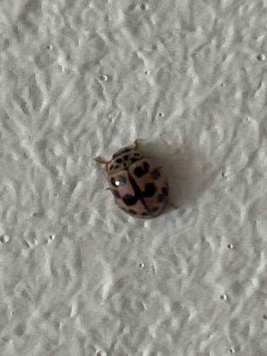 Poplar Ladybird Beetle
