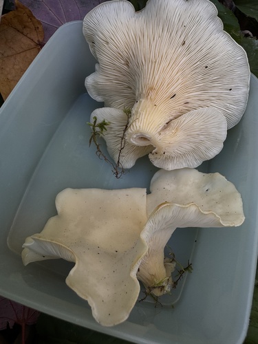 angel's wings