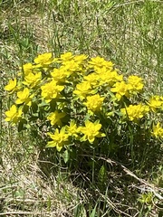 Helioscopia
