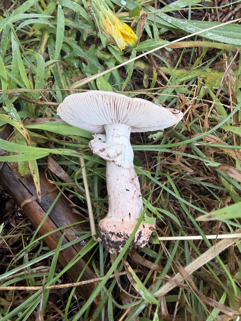 Blushing Bride Amanita · September 2026 · photo: Photo: no rights reserved · iNaturalist