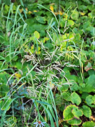 Agrostis gigantea