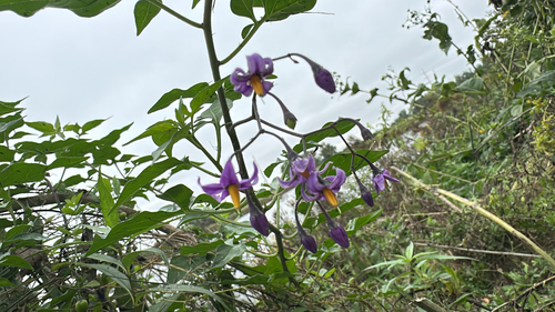 bittersweet nightshade