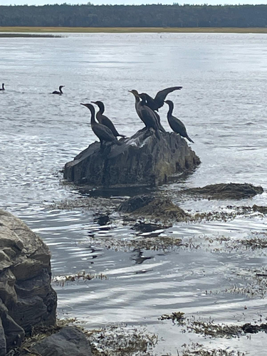 Double-crested Cormorant