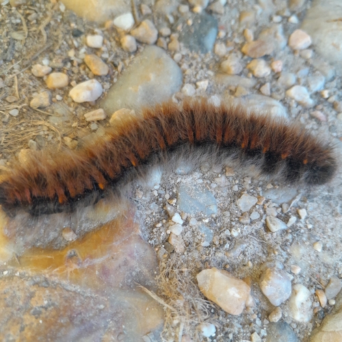 Fox Moth