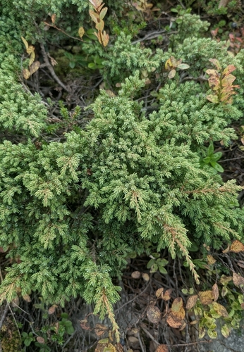 common juniper