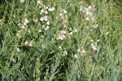 Linaria nivea