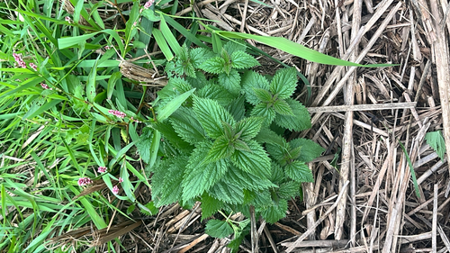 slender stinging nettle