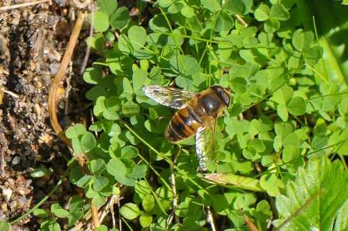 Common Drone Fly