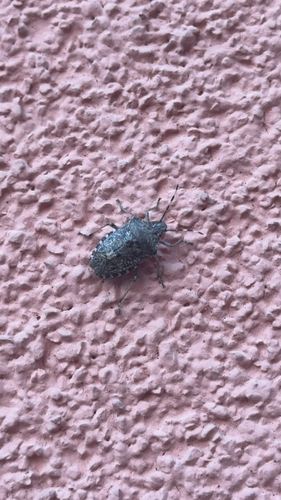 Mottled Stink Bug
