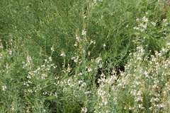 Linaria nivea