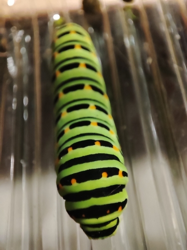 Old World Swallowtail