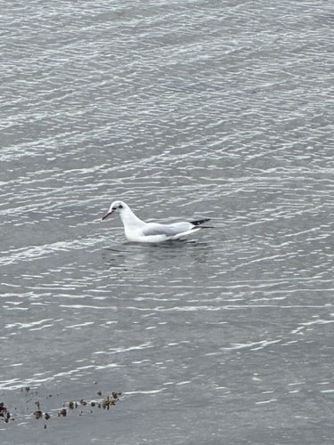 Black-headed Gull