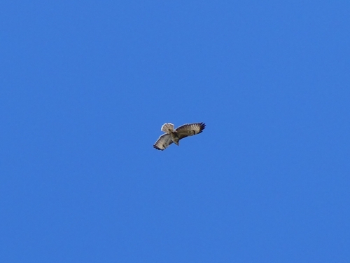 Common Buzzard