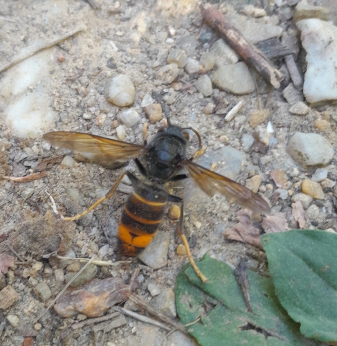 Yellow-legged Hornet