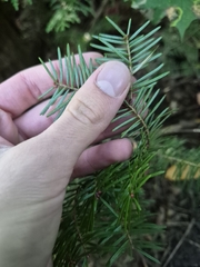 Abies balsamea, photograph (c) Nate W., some rights reserved (CC BY)