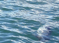Cephalorhynchus hectori