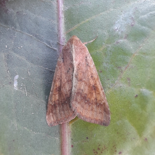 Cotton Bollworm Moth