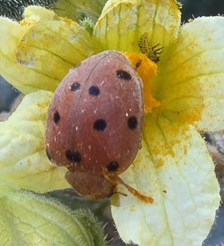 Henosepilachna angusticollis