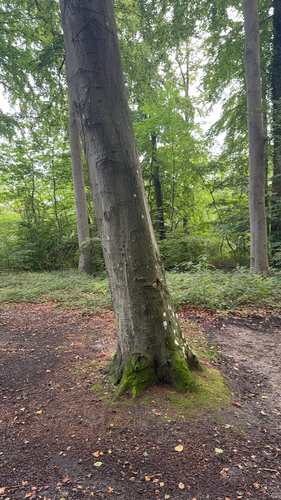 European beech